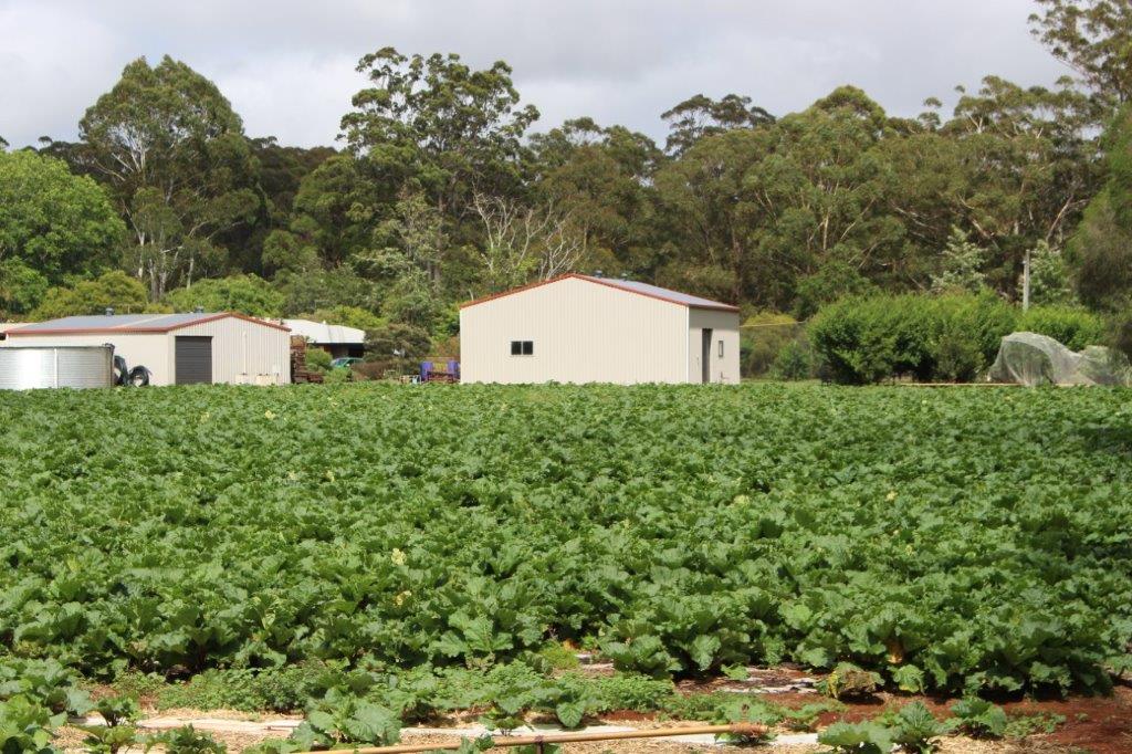 Rhubarb growing