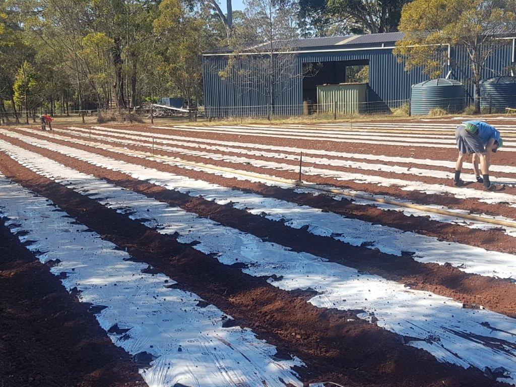 Planting