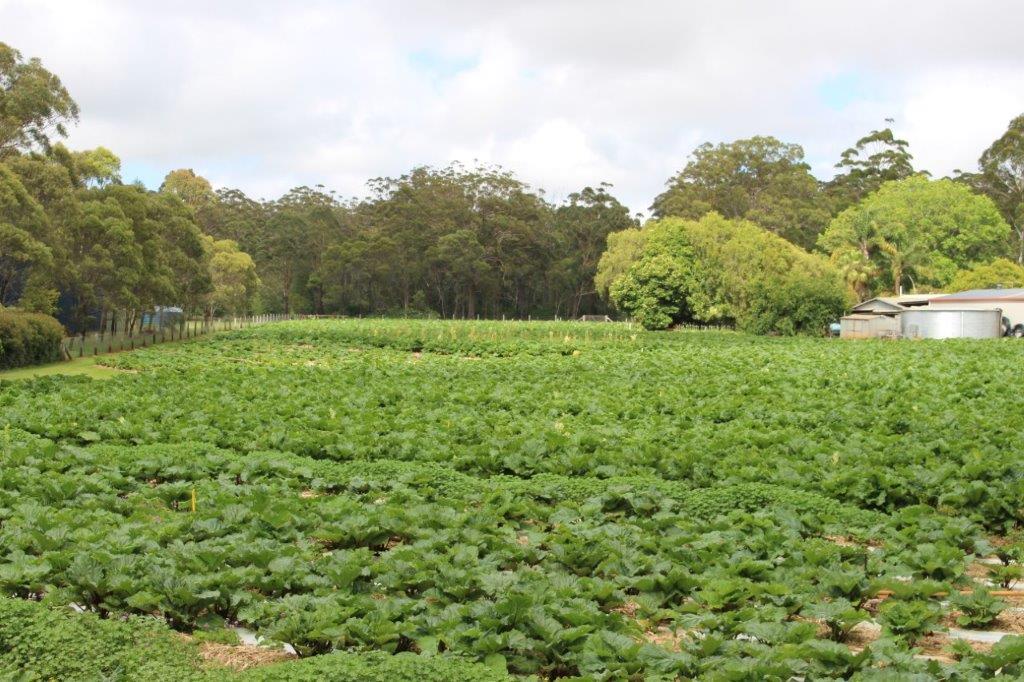 Farm