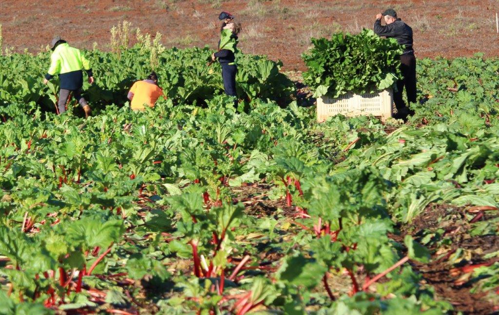 Picking