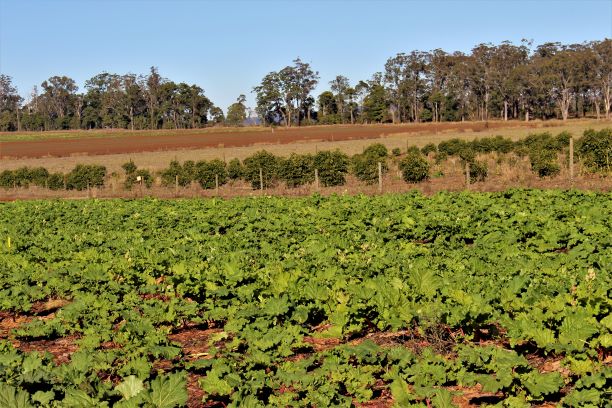 Quality rhubarb ready for harvest