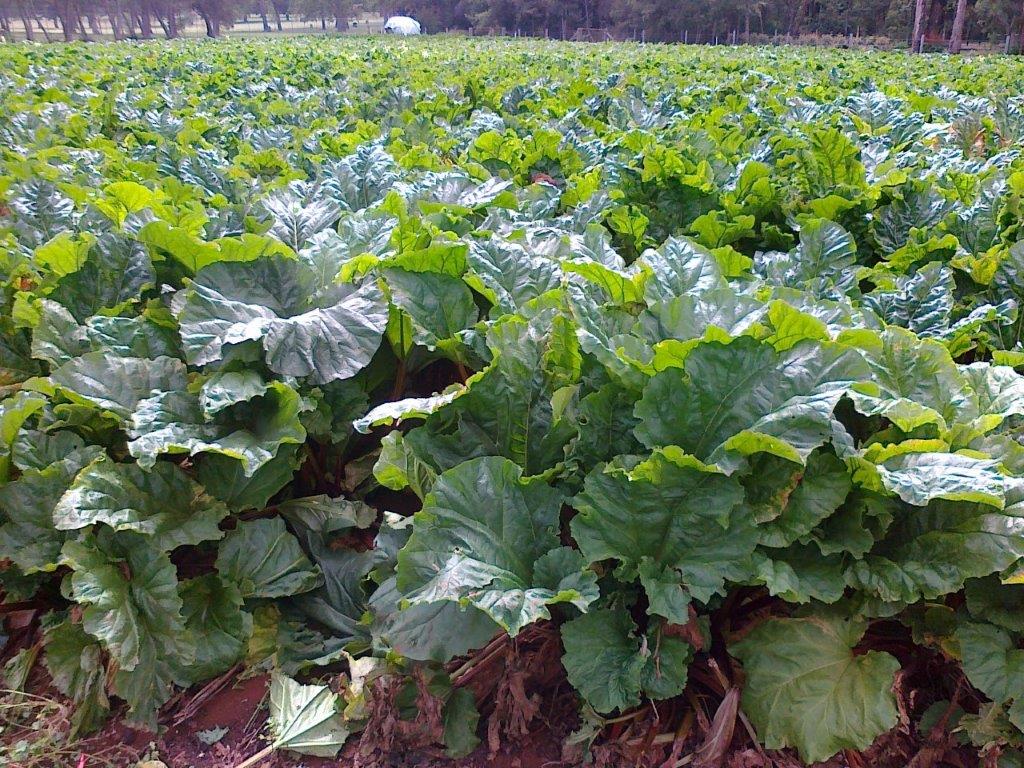 Rhubarb